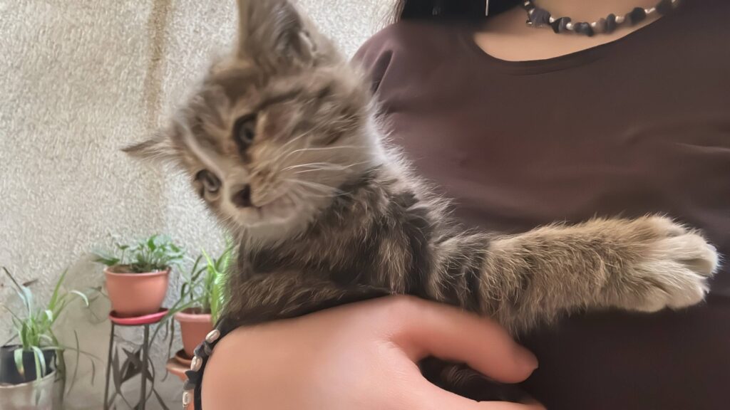 بچه گربه کمتر از ۶ ماه