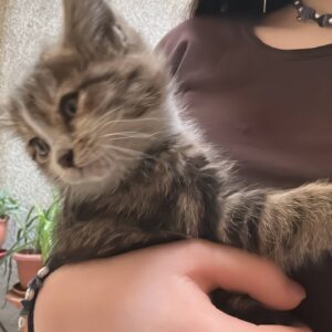 بچه گربه کمتر از ۶ ماه
