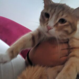 گربه خونگی ۱ ساله مهربون