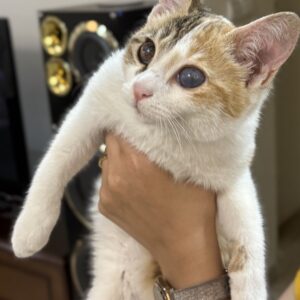 گربه نابینا
