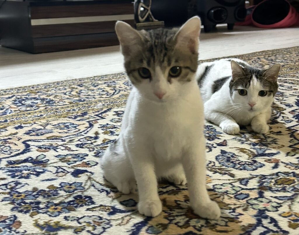ماده بازیگوش