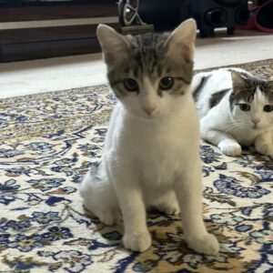 ماده بازیگوش