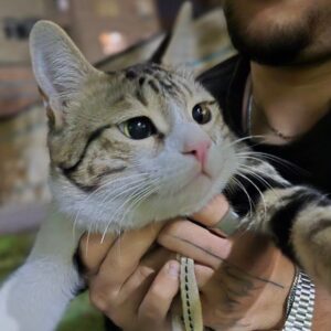 واگذاری گربه 1 ساله نر