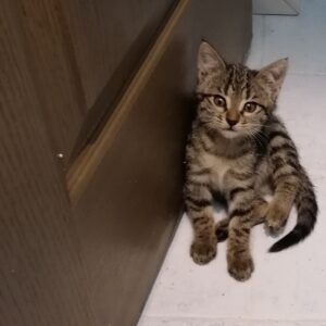 بچه گربه های دو ماهه