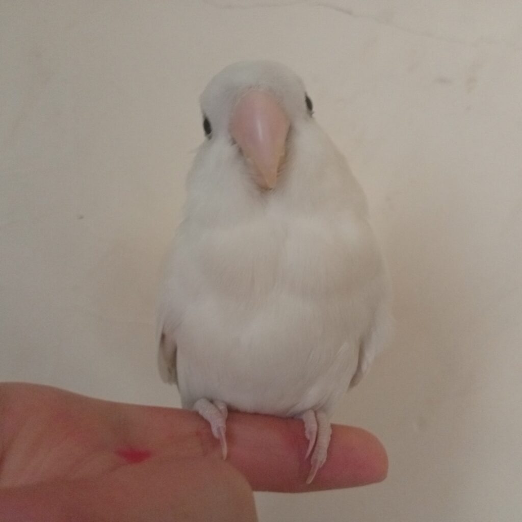 گم شده