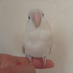 گم شده