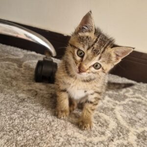 بچه گربه یک‌ماهه