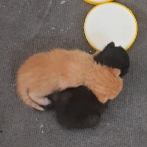 واگذاری دو بچه گربه تازه متولد شده