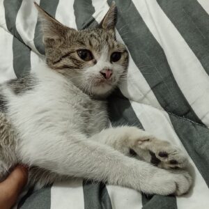 دوتا گربه بازیگوش و کیوت