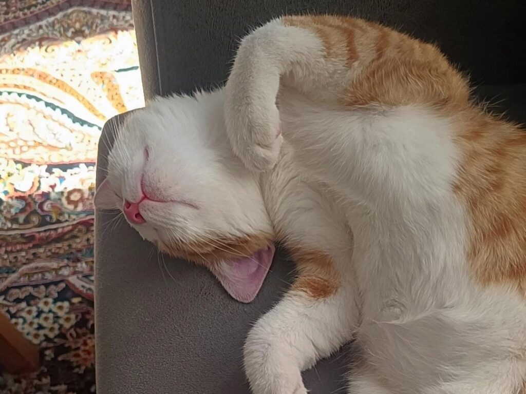 خرگوربا نارنجی