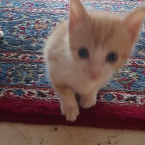 واگذاری گربه Dsh