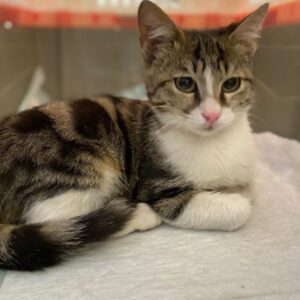 مانچی پسر ۴ماهه زیبا وخاص تو خونه بدنیا اومده