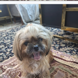 واگذار کاملا رایگان