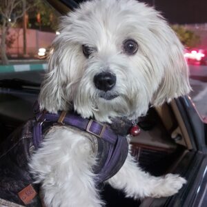 سگ آپارتمانی