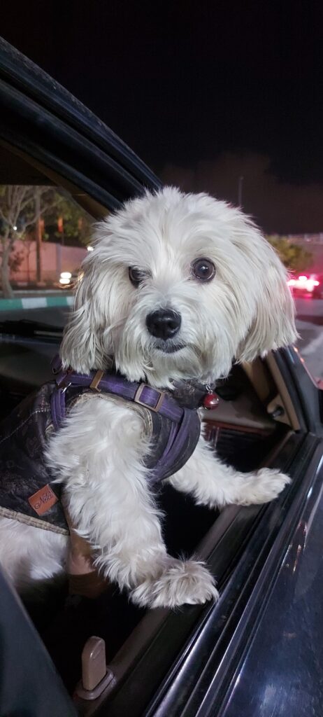 سگ آپارتمانی