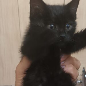 واگذاری گربه پیدا شده