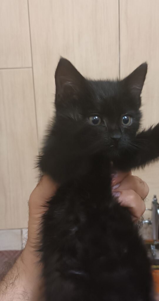 واگذاری گربه پیدا شده