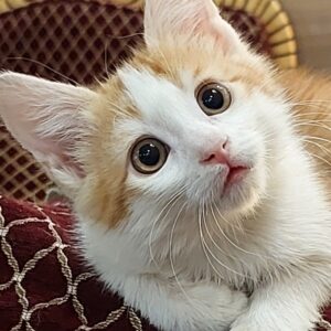 بچه گربه یکماه و نیمه نر dsh