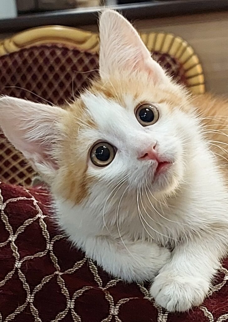 بچه گربه یکماه و نیمه نر dsh