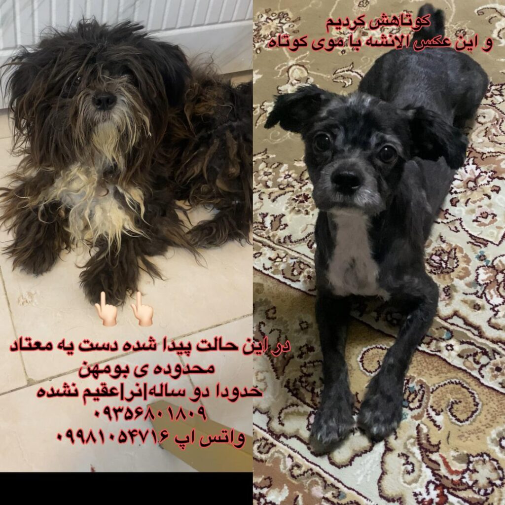 سگ نر پیدا شده در بومهن