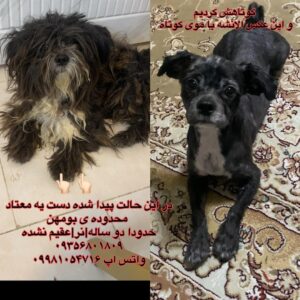 سگ نر پیدا شده در بومهن