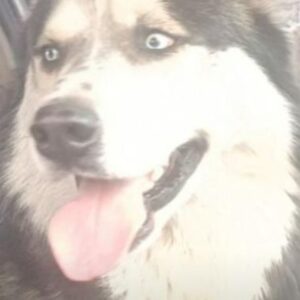 هاسکی گم شده