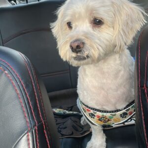 سگ آپارتمانی