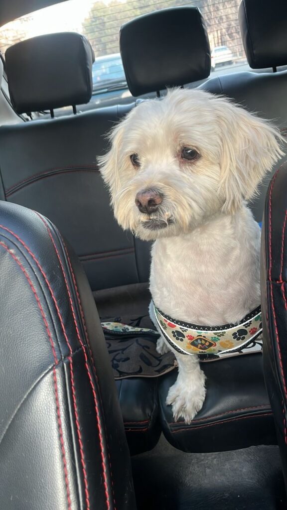 سگ آپارتمانی