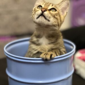 ⸻  😺 ۲. صمیمی و احساسی: «زویی کوچولوی نازم، کاملاً سالم، واکسینه و خونگیه. دنبال یه آغوش گرم و صاحب مهربون 💕»