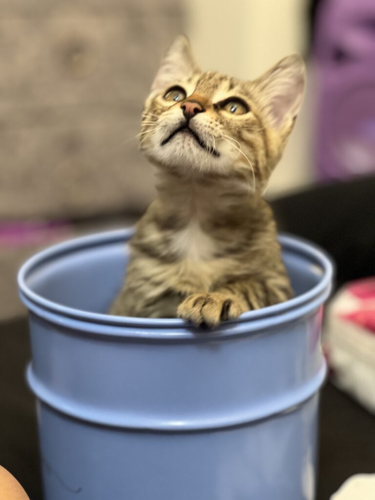 ⸻  😺 ۲. صمیمی و احساسی: «زویی کوچولوی نازم، کاملاً سالم، واکسینه و خونگیه. دنبال یه آغوش گرم و صاحب مهربون 💕»