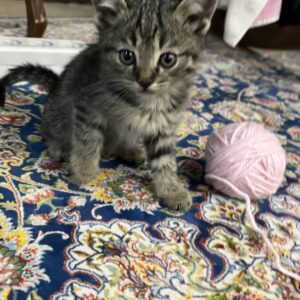 واگذاری سه عدد بچه گربه یک ماهه بصورت یکجا یا تکی