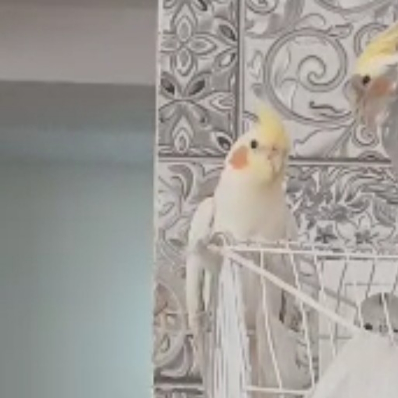 عروس هلندی گمشده