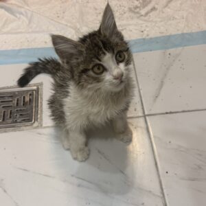 واگذاری به فرد متعهد