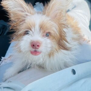 یورکشایر پومر