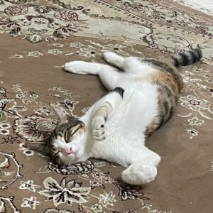 گربه ماده