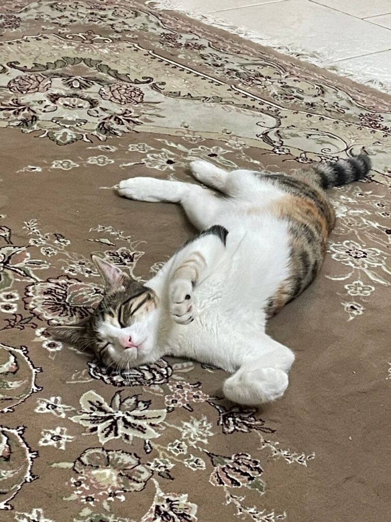 گربه ماده