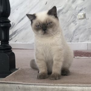 گربه بریتیش بلوپوینت