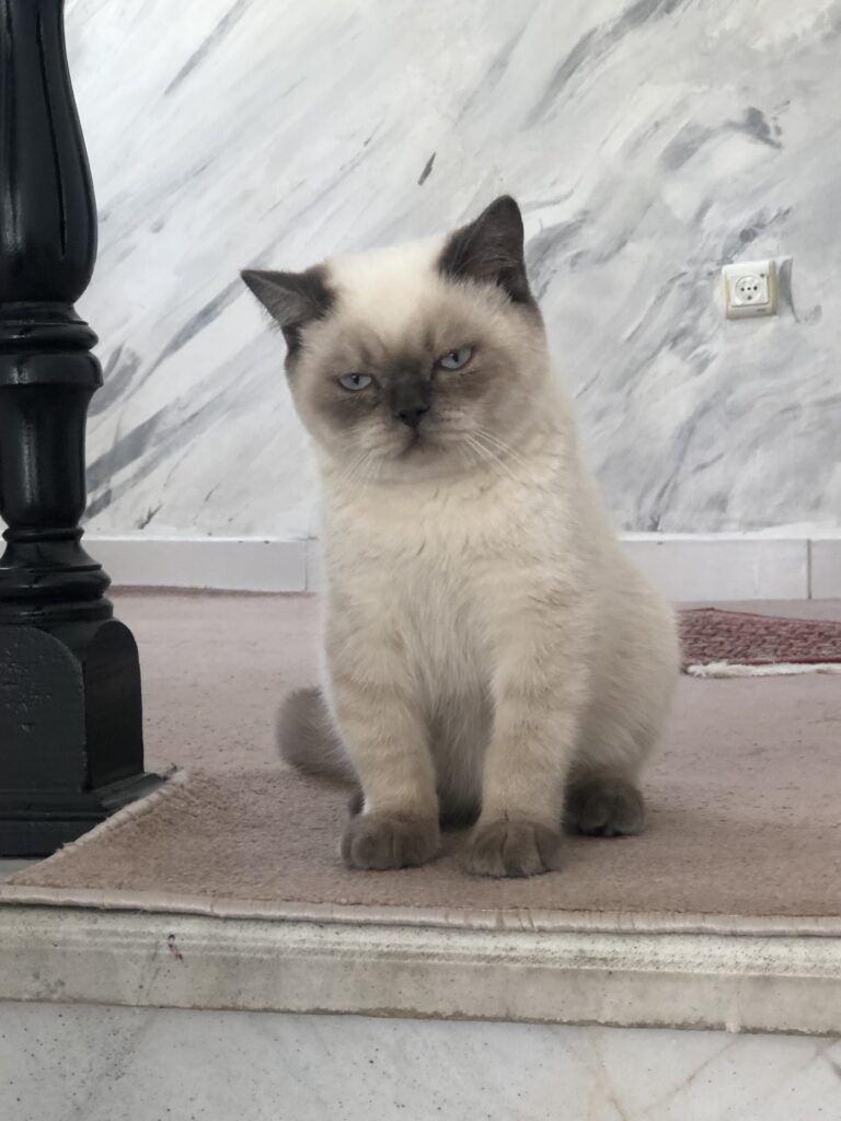 گربه بریتیش بلوپوینت