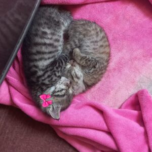 ۲ تا بچه گربه (دختر و پسر) ۴ هفته ای