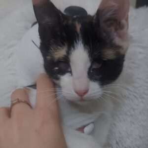 گربه یک چشم کور ولی درمان‌شده ،بدون حمله کاملن دستی