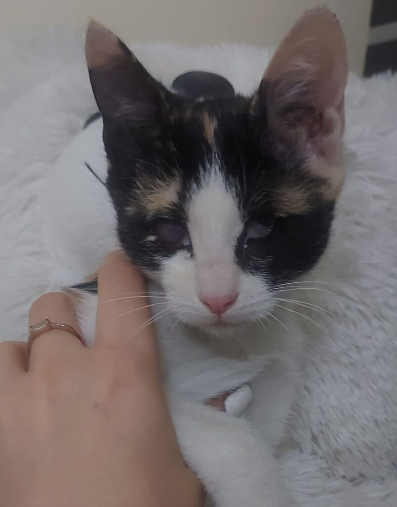 گربه یک چشم کور ولی درمان‌شده ،بدون حمله کاملن دستی