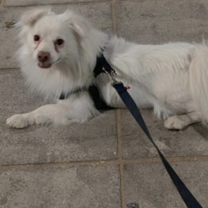 سگ اشپیتز گمشده در شیراز حافظیه