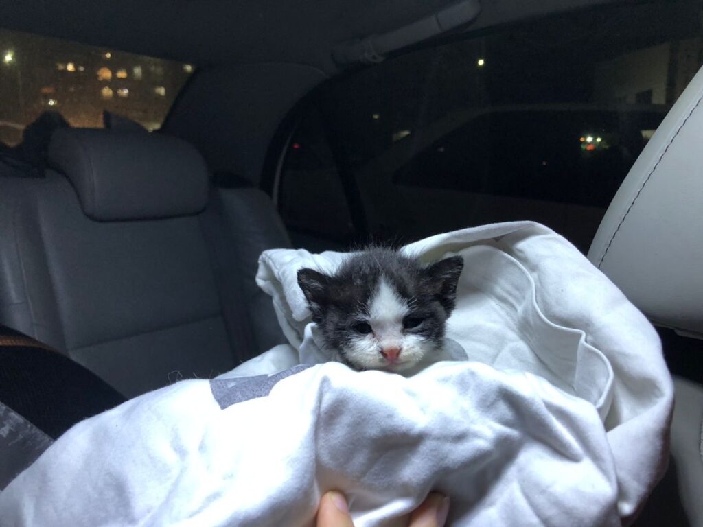 واگذاری بچه گربه بامزه