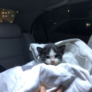 واگذاری بچه گربه بامزه