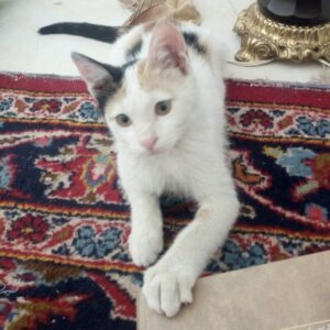 گربه گمشده جلوی بیمارستان حیوانات خاورمیانه در تهران