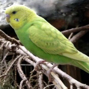 مرغ عشق ماده رنگ سبز و زرد