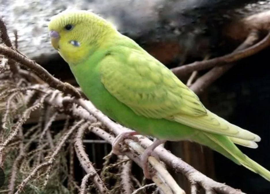 مرغ عشق ماده رنگ سبز و زرد