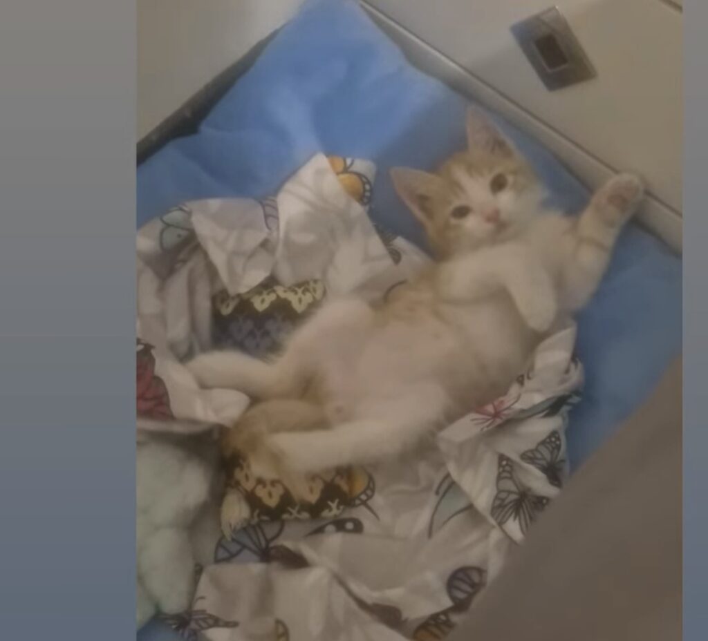 بچه گربه