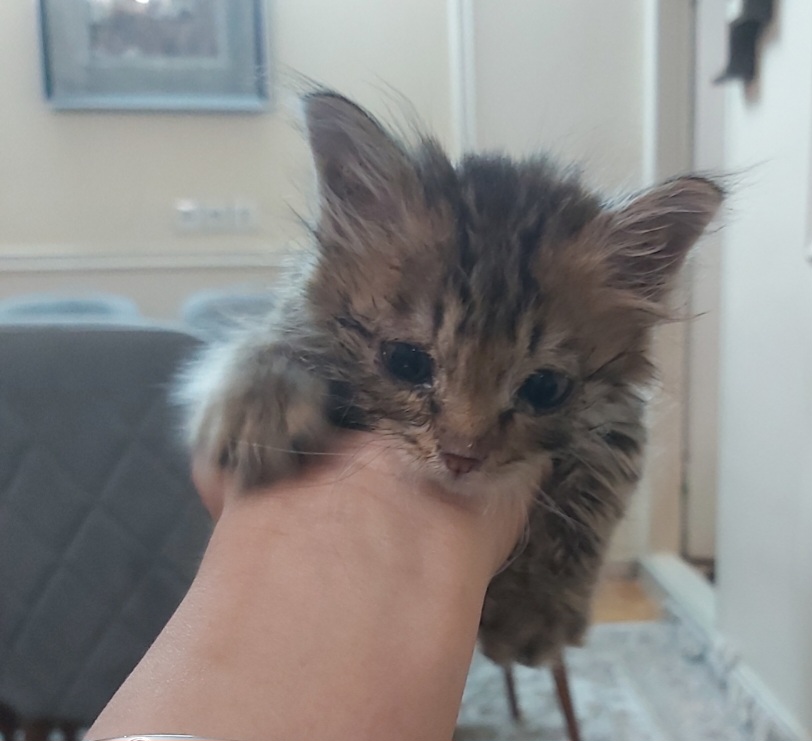 واگذاری بچه گربه