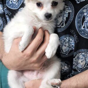 میکس پامر اشپیتز